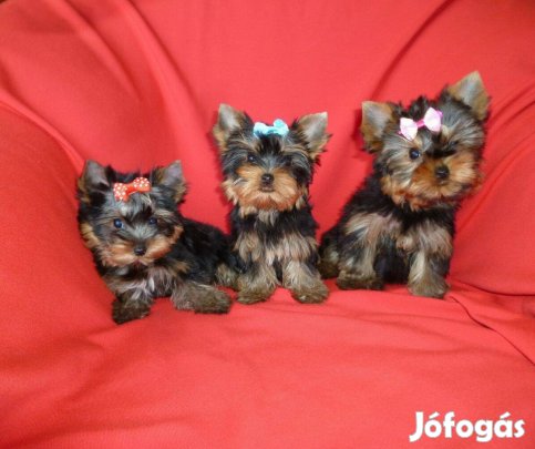 Yorkshire Terrier kuskutya