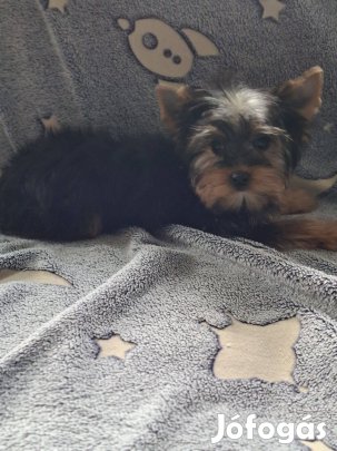 Yorkshire terrier, yorki fajtatiszta jellegű kiskutya