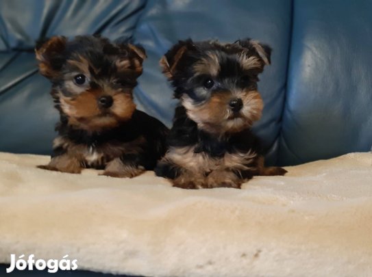 Yorkshire terrier eladó yorkie
