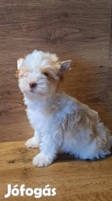 Yorkshire terrier kisfiú