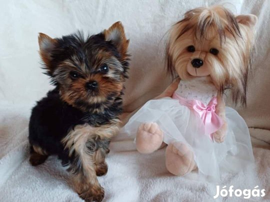 Yorkshire terrier kiskutyák