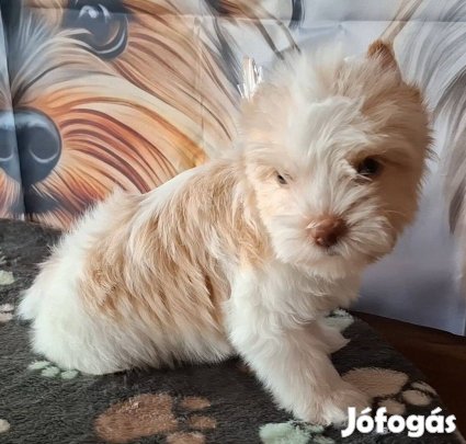 Yorkshire terrier kislány kennelből