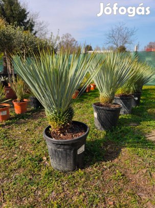 Yucca Rostrata