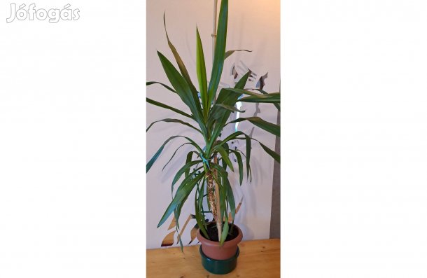 Yucca - 1 méter magas - Szombathelyen eladó