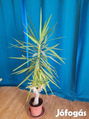 Yucca pálma 180 cm magas