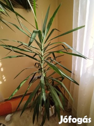 Yucca pálma nagy