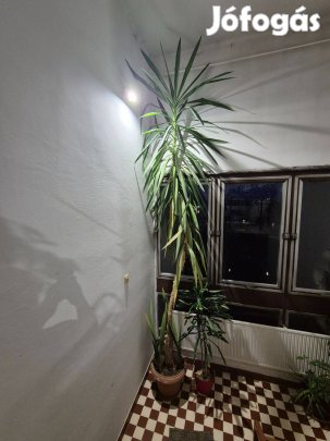 Yucca szobai pálmafa