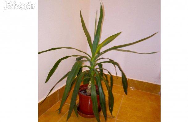 Yucca szobanövény, 70 cm