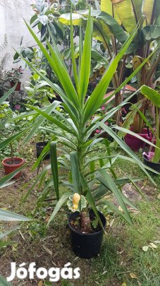 Yucca szobanövény jukka 135 cm