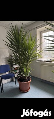 Yukka Pálma 2-3 ágas  2 méter eladó 