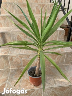 Yukka Pálma Jucca Pálma szobanövény