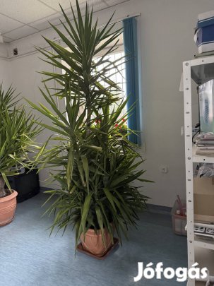 Yukka Pálma  több ágas eladó. 