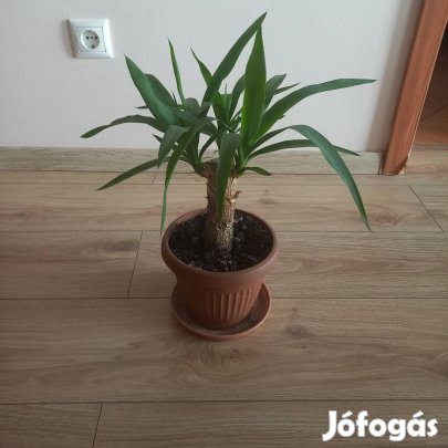 Yukka (jukka) eladó