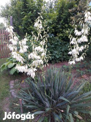 Yukka, nagyvirágú évelő hajtások