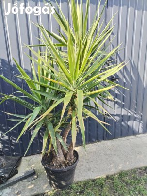Yukka pálma 2méter