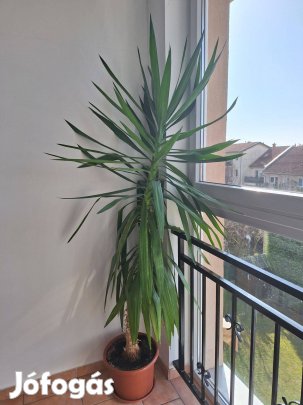 Yukka pálma, 1.7 méteres, kaspóban