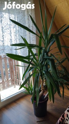 Yukka pálma eladó