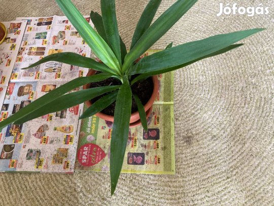 Yukka pálma szobanövény