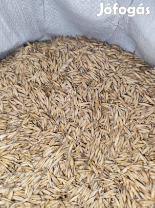 Zab tavaszi (GK pillangó)