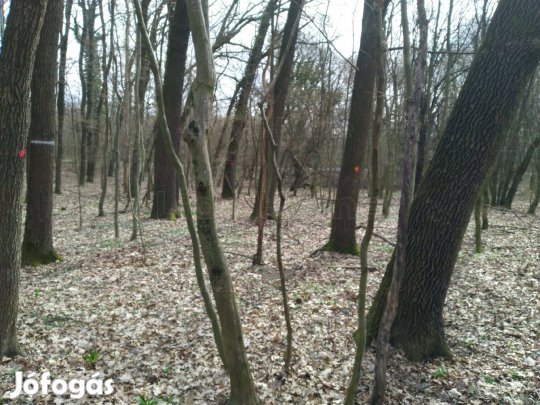 Zalaszántón egy sík telek, befektetésnek vegye meg!