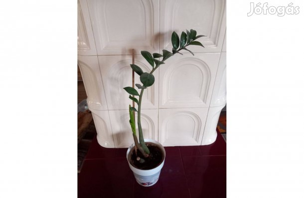 Zamioculcas, Legénypálma 65 cm