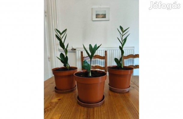 Zamioculcas - Legénypálma
