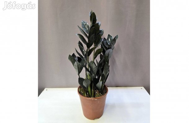 Zamioculcas zamiifolia Raven