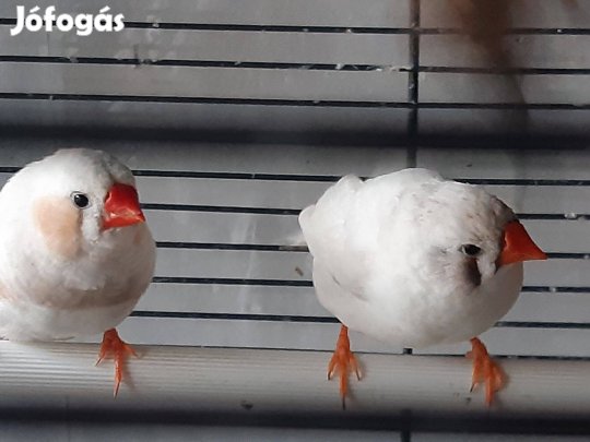 Zebra pinty fiatal tojó Fót, Újpest