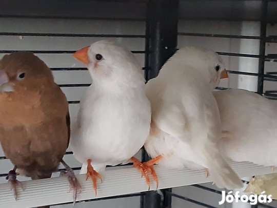 Zebrapinty fiatal tojó Fót, Újpest