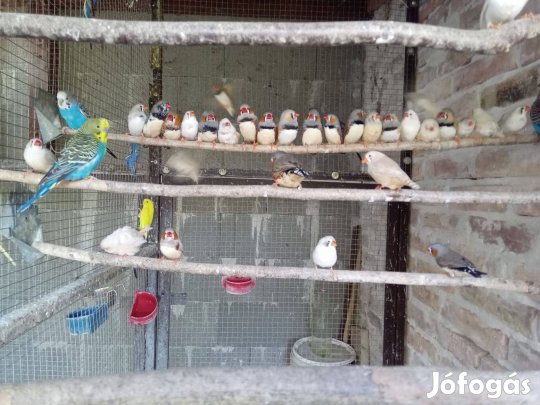 Zebrapinty lányok eladók