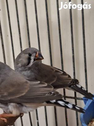 Zebrapintyek eladók 