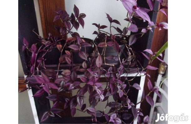 Zebrapletyka zebra pletyka több cseréppel Újpest központ közelében