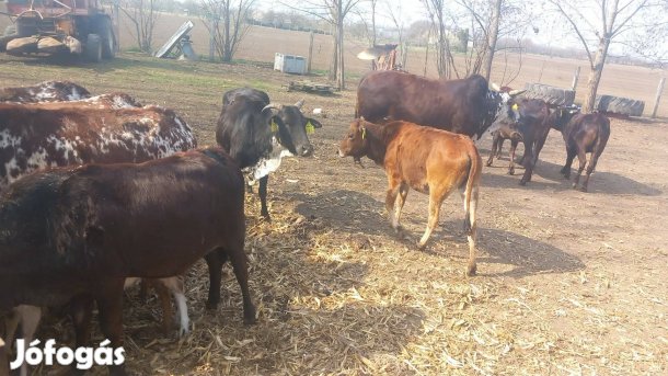 Zebu üszők eladóak