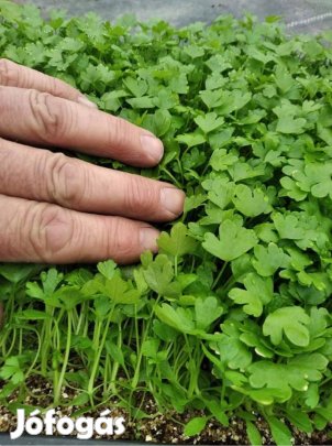 Zeller palánta eladó