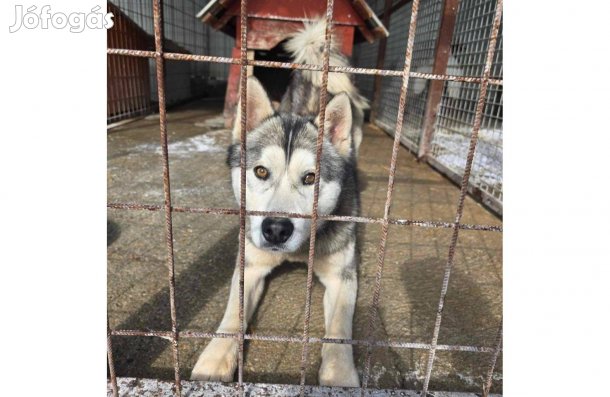 Zeusz, 2 éves husky jellegű fiú örökbe fogadható