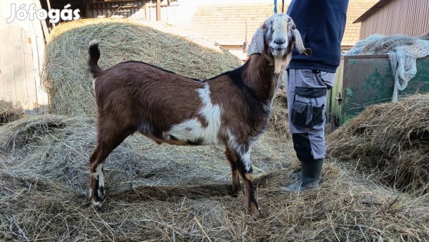 Zeusz új otthont keres!