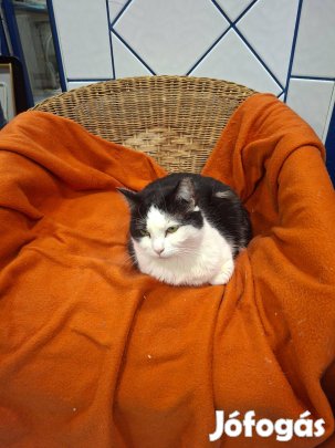 Zokni cica örökbefogadó gazdit keres ingyenesen