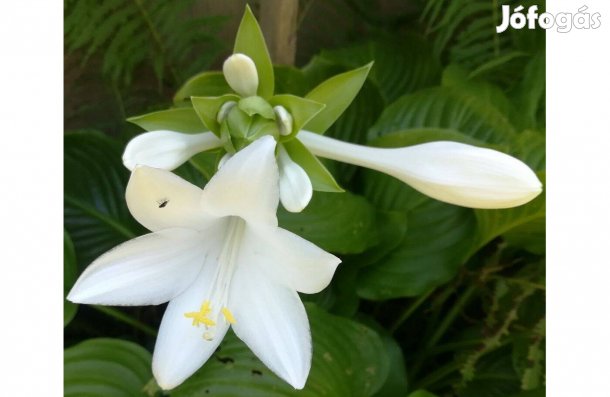 Zöld és csíkos levelű Hosta tövek