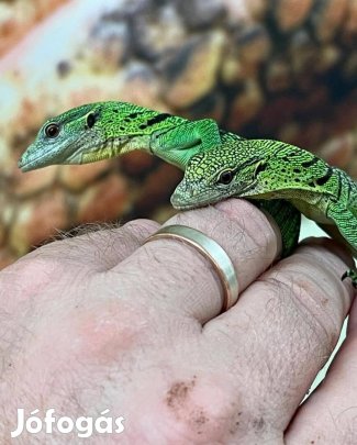 Zöld fa varánusz eladó