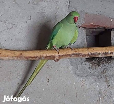 Zöld kis sándor hím