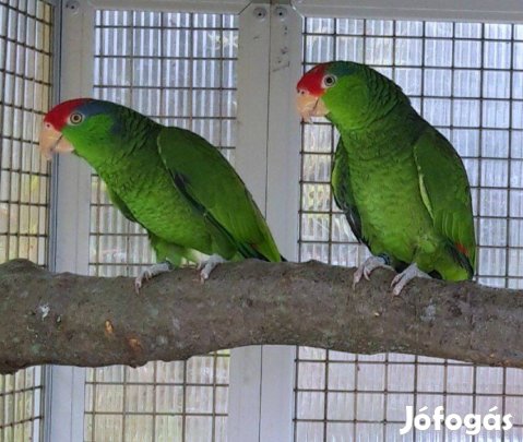 Zöldarcú amazonok (Amazona viridigenalis)