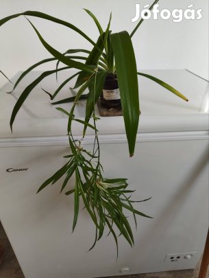 Zöldike , csokros inda eladó