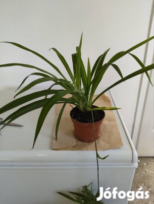 Zöldike, csokros inda eladó 