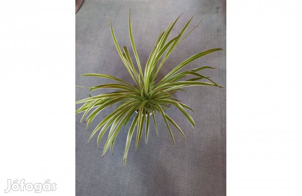 Zöldike (csokrosinda) szobanövény 5 db