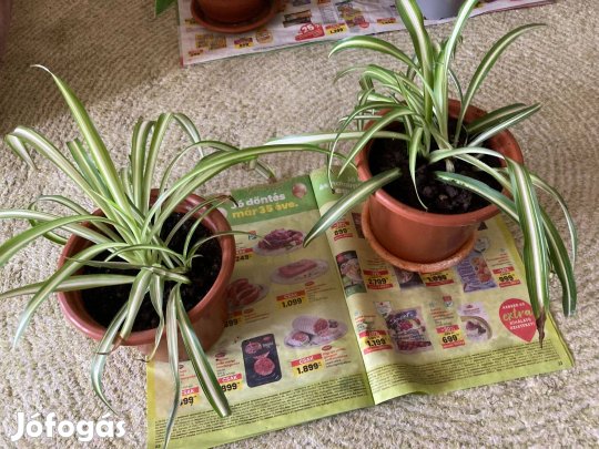 Zöldike szobanövények