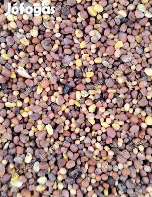 Zöldítő keverék olajretekkel és mustárral készletről