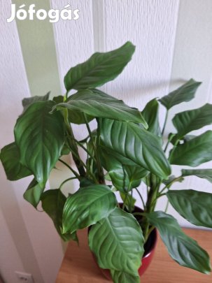 Zöldlevelű rákvirág