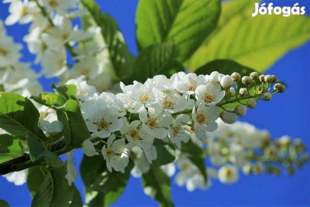 Zselnicemeggy májusfa Prunus padus