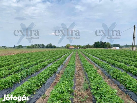 Zsombón, 6718 m2-es mezőgazdasági terület eladó...