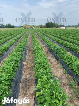 Zsombón, 8500m2-es mezőgazdasági terület eladó...